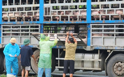 Video CSGT Phú Thọ bắt giữ xe tải chở gần 200 con lợn nhiễm dịch tả châu Phi
