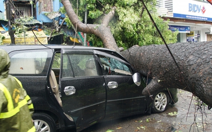 Cảnh cây đổ "đè nát" ô tô và nhà cửa tại Thủ đô