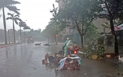 Cây đổ, đường phố Thủ đô "tê liệt" trong bão Mirinae