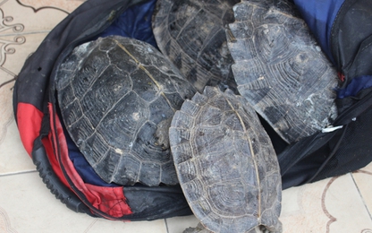 CSGT Bắc Giang bắt giữ xe khách vận chuyển “lậu” hơn 33kg rùa quý