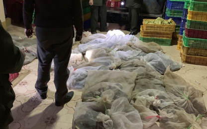 CSGT bắt giữ xe tải tùng kín chở "lậu" hơn 350kg rắn