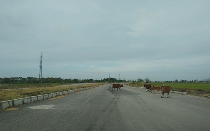 Nghệ An:Dự án đường hơn 400 tỷ thành nơi thả bò, tập kết vật liệu