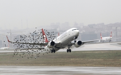 Bổ sung thiết bị đuổi chim tại cảng hàng không, sân bay