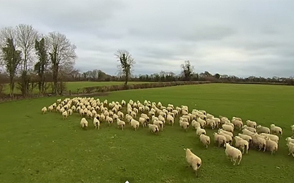 Độc đáo sử dụng drone để... chăn cừu