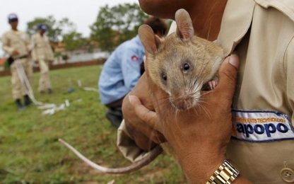 Chuột khổng lồ dò mìn ở Campuchia