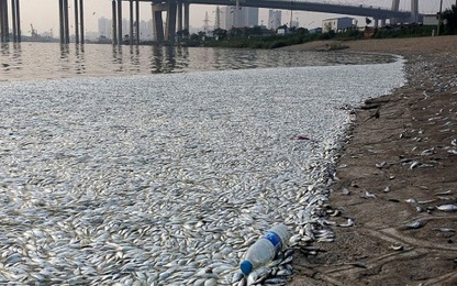 Hàng nghìn cá chết sau vụ nổ Thiên Tân