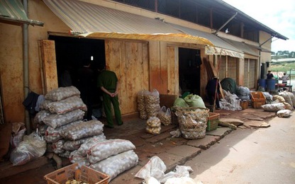 Lập chốt ngăn khoai tây ngoại nhập vào chợ nông sản Đà Lạt