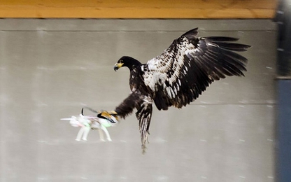 Hà Lan huấn luyện đại bàng để "diệt" drone