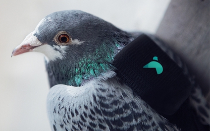 Dùng chim bồ câu để giám sát ô nhiễm không khí