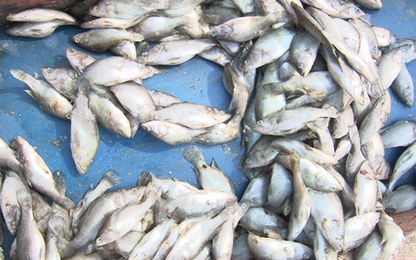 Chính phủ hỗ trợ người dân thiệt hại do hải sản chết bất thường