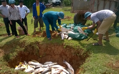 Thanh Hóa: Cá trên sông Bưởi lại chết trắng lồng