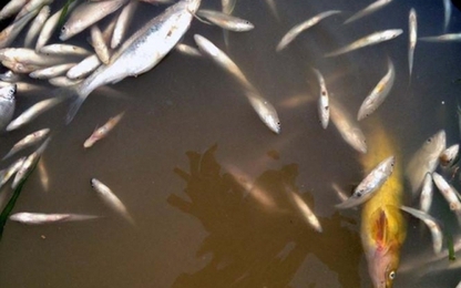 Vụ cá chết trên sông Bưởi:Xử phạt 3 đơn vị xả thải gần 4 tỷ