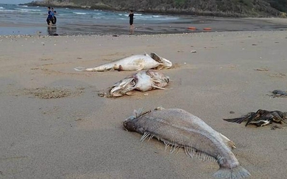 Đề nghị Chính phủ báo cáo Quốc hội về vụ cá biển chết