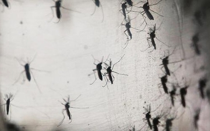 Virus Zika đang đe doạ Singapore