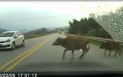 Đang lái xe gặp trâu bò, chó chạy ngang đường, tránh cách nào an toàn?