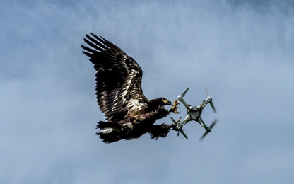 Đại bàng săn drone của Hà Lan đã sẵn sàng ra trận