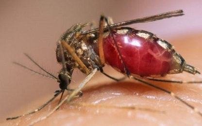 Bệnh do virus Zika tại Việt Nam được cảnh báo trên bản đồ thế giới