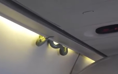 Kinh hãi tột độ khi thấy rắn độc uốn éo trên máy bay