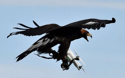 Pháp huấn luyện đại bàng để tiêu diệt drone