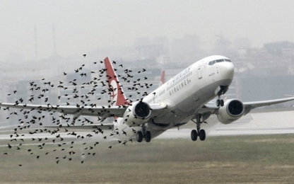 Thế giới làm gì để hạn chế tai nạn hàng không do chim chóc?
