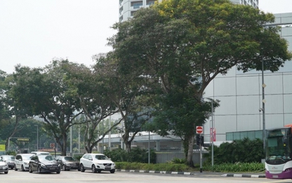 Thủ tướng Lý Quang Diệu đưa Singapore thành “quốc đảo xanh” thế nào?