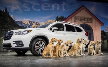 Subaru Ascent 2019 “Chó đã thử và chấp thuận” có giá từ 31.995 USD