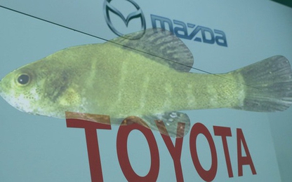 Loài cá tí hon này đang đe dọa nhà máy tiền tỉ của Toyota-Mazda