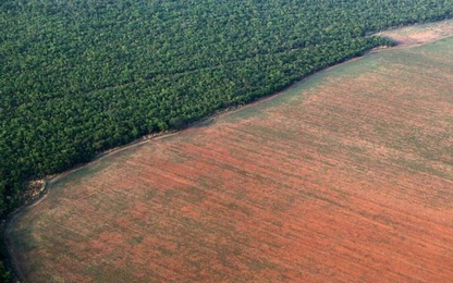 Rừng Amazon đang bị hủy diệt với tốc độ chưa từng thấy