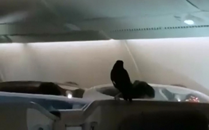 Náo loạn vì chim sáo xuất hiện trên khoang thương gia máy bay