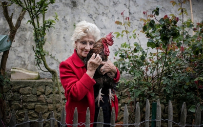 Cả nước Pháp đang tranh cãi về quyền gáy của một con gà trống