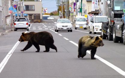 Nhật Bản: Người càng ít, Gấu càng đông