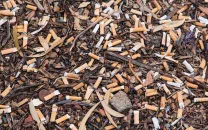4,5 nghìn tỉ đầu lọc thuốc lá mỗi năm đang giết dần cây cỏ