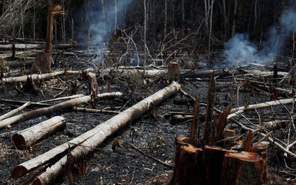 Cháy rừng Amazon là trường hợp khẩn cấp toàn cầu
