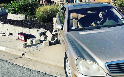 Chú chó ‘lái’ xe Mercedes-Benz gây tai nạn đâm đổ tường