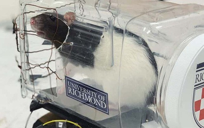 Các nhà khoa học dạy chuột lái ô tô và chúng tốt nghiệp xuất sắc