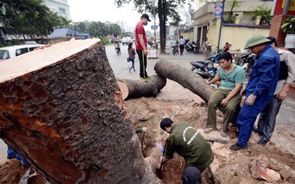 Hà Nội quyết định dừng chặt cây trên các tuyến phố