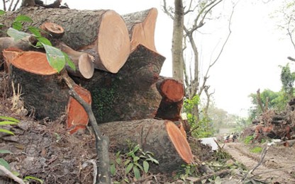 Cận cảnh kho gỗ xà cừ “khủng” ở ngoại thành Hà Nội