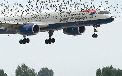 Radar cảnh báo chim: Bước đi mới cho an toàn hàng không dân dụng