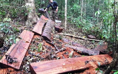 Kon Tum: Lơ là nhiệm vụ để xẩy ra nhiều vụ phá rừng nghiêm trọng