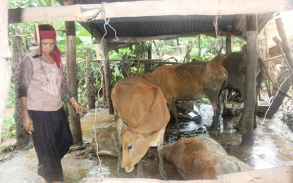 Đắk Lắk: Người dân hoang mang vì bò chết bất thường