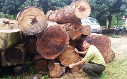 Vụ bắt 5 xe gỗ lậu ở Gia Lai: Đủ cơ sở sẽ khởi tố