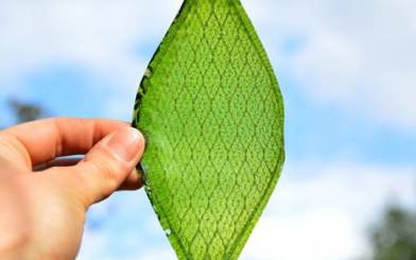 Cây nhân tạo có thể quang hợp ra... khí đốt