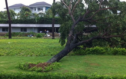 Đà Nẵng: Cây xanh đổ hàng loạt vì trồng ẩu