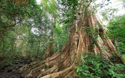 Đồng Nai: Phản đối dự án đường 18 km xuyên rừng Cát Tiên