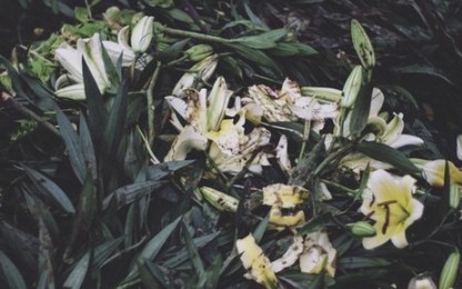 Hoa ly chất đầy ruộng, người trồng hoa khóc lo mất Tết