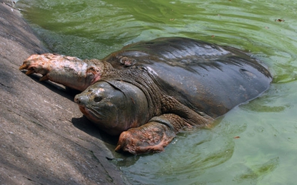 Cụ rùa Hồ Gươm qua đời, Hà Nội xem xét ướp xác để lưu giữ