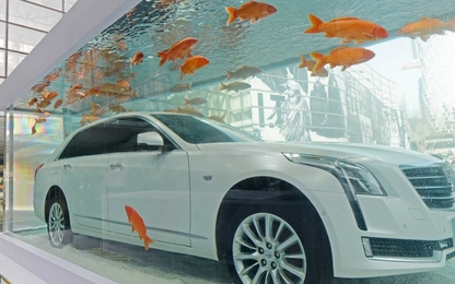 Cadillac CT6 ra mắt ấn tượng với màn "lặn" trong bể cá