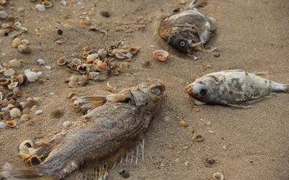 Vụ cá chết hàng loạt: Formosa xả thải ra biển