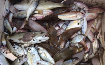 Bắt quả tang xe thu mua cá chết ở vùng biển nghi nhiễm độc