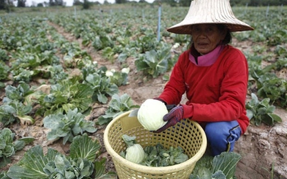 Phát hiện chất độc hại trong trái cây Thái Lan